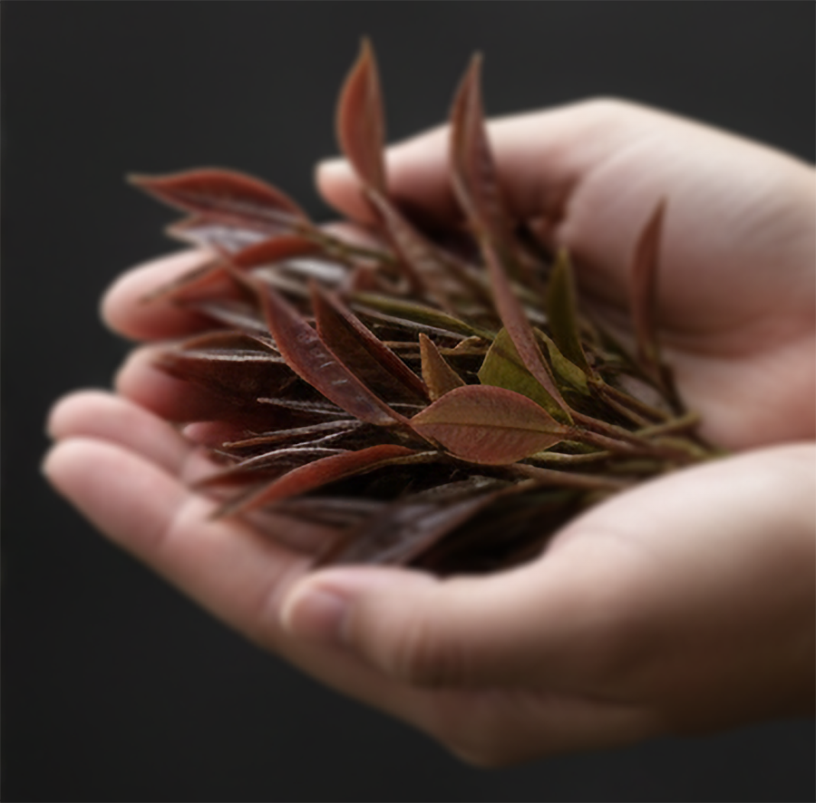 台茶25號紫韻：品味山林間的紫色潮流，一杯來自台灣的風格獻禮